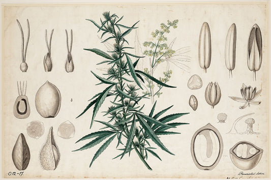 CANNABIS: STORIA DI UNA PIANTA ANTICA