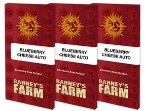 Barney's Farm - Blueberry cheese autofiorente 3 semi