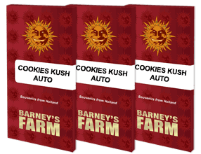 Barney's Farm - Cookies Kush Auto 3 semi