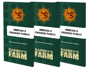 Barney's Farm - Mimosa x Orange Punch fotoperiodica 3 semi