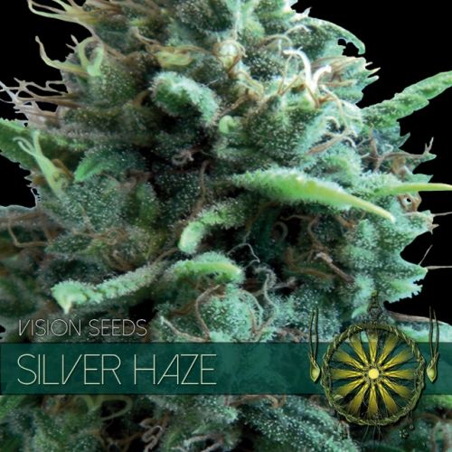 Vision Seeds- Silver Haze Auto 3 semi